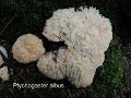 Postia ptychogaster-amf1546-1